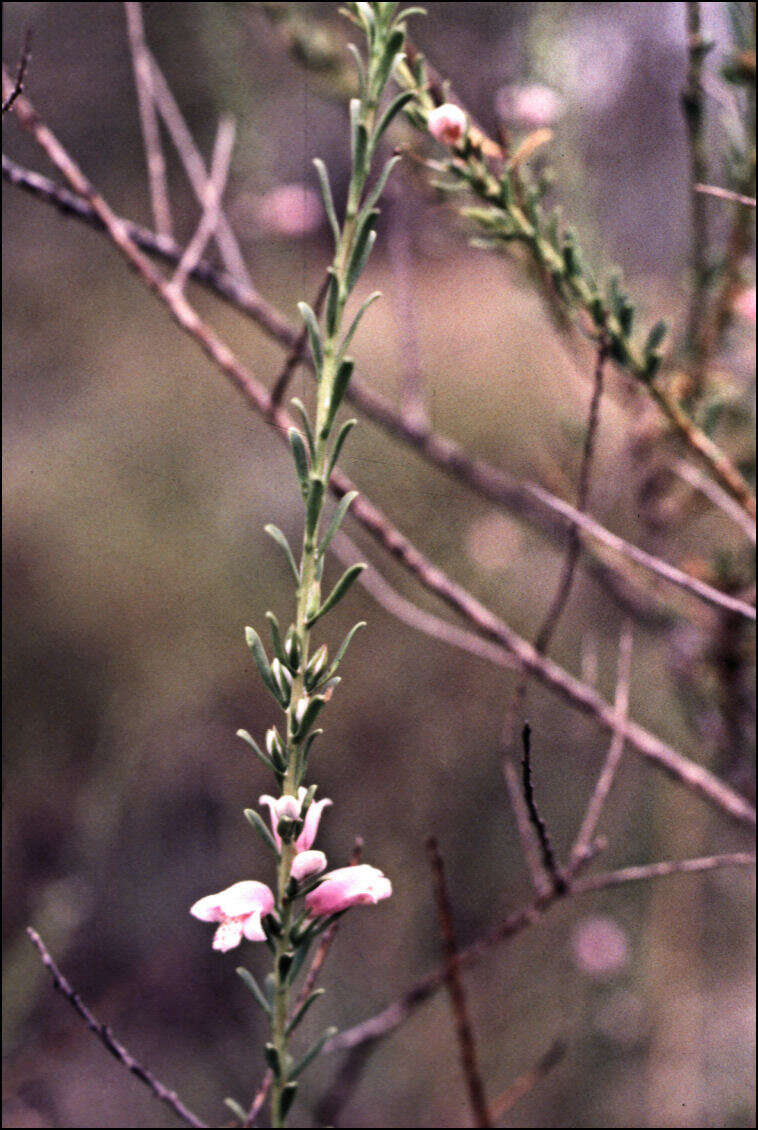 Image of Eremophila divaricata (F. Muell.) F. Muell.