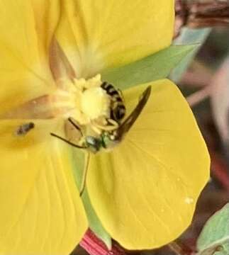 Image of Agapostemon nasutus Smith 1853