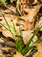 Image of pubescent sedge