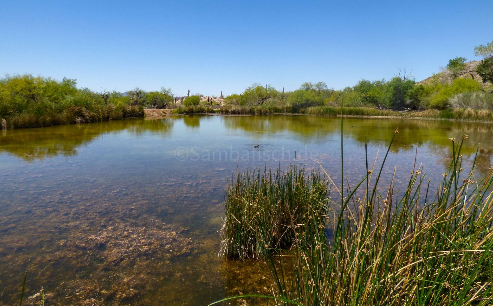 Image of Quitobaquito pupfish