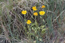 Image of foothill arnica