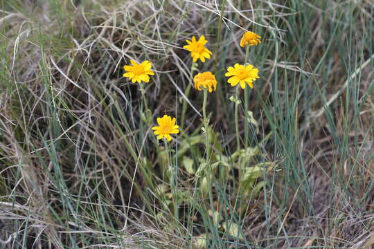 Imagem de Arnica fulgens Pursh