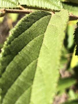 Image of Grewia savannicola