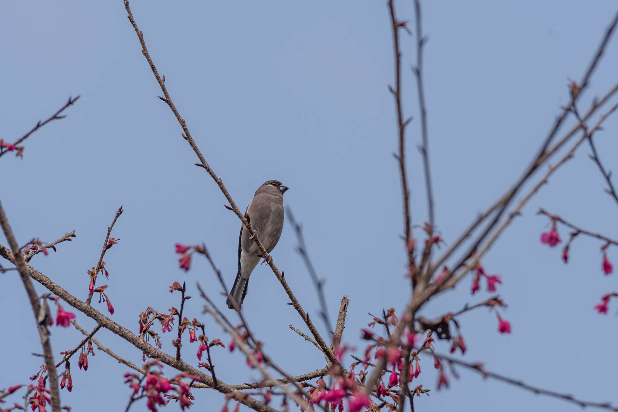 Image of Brown Bullfinch