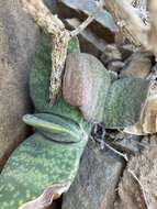 Слика од Gasteria disticha var. robusta van Jaarsv.