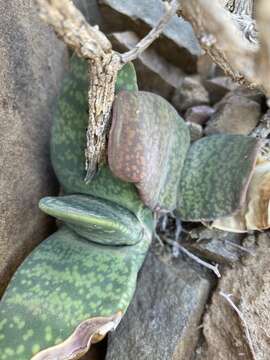 Image of Gasteria disticha var. robusta van Jaarsv.