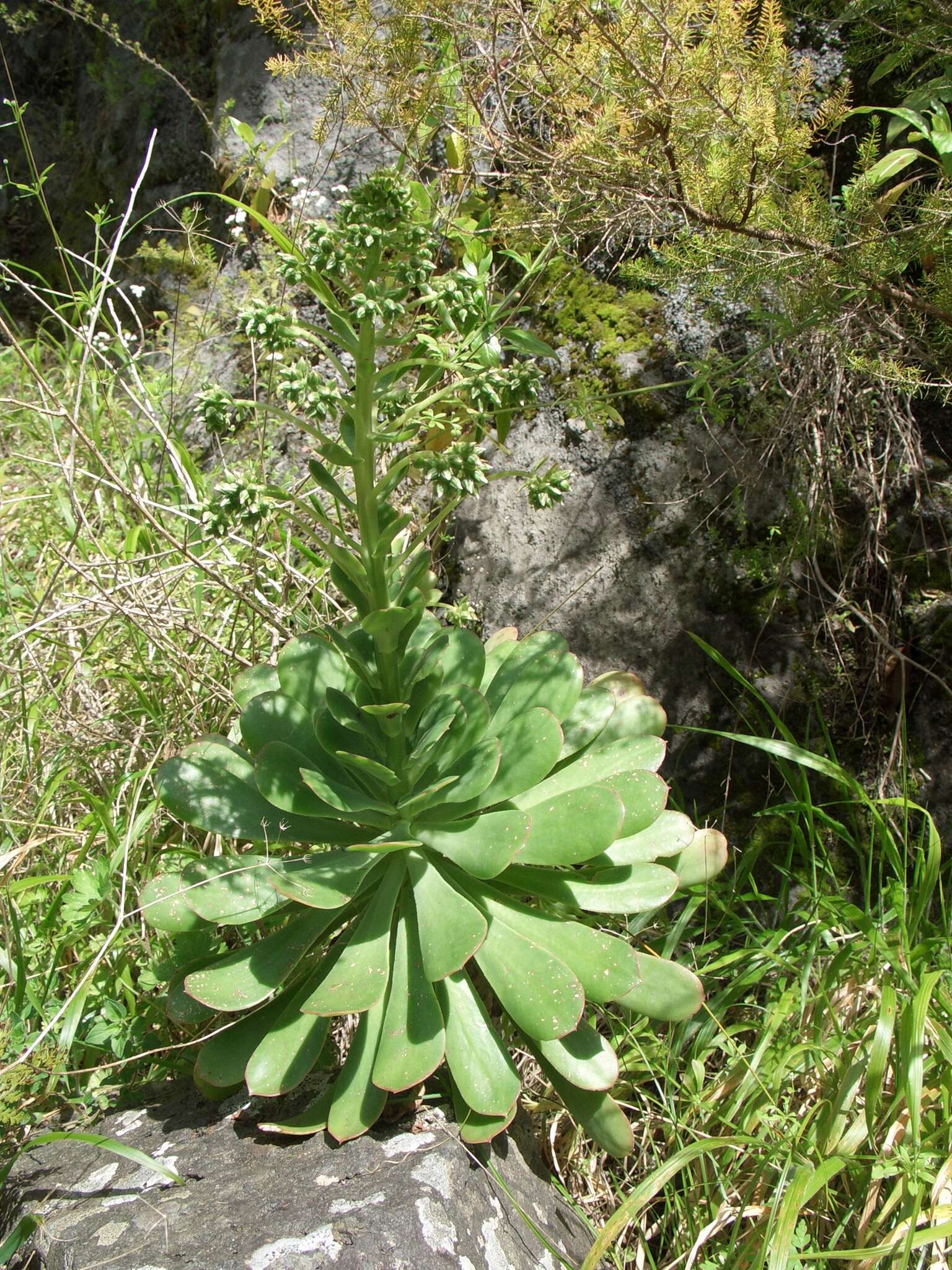 Image of Aeonium hierrense (Murr.) J. Pitard & L. Proust