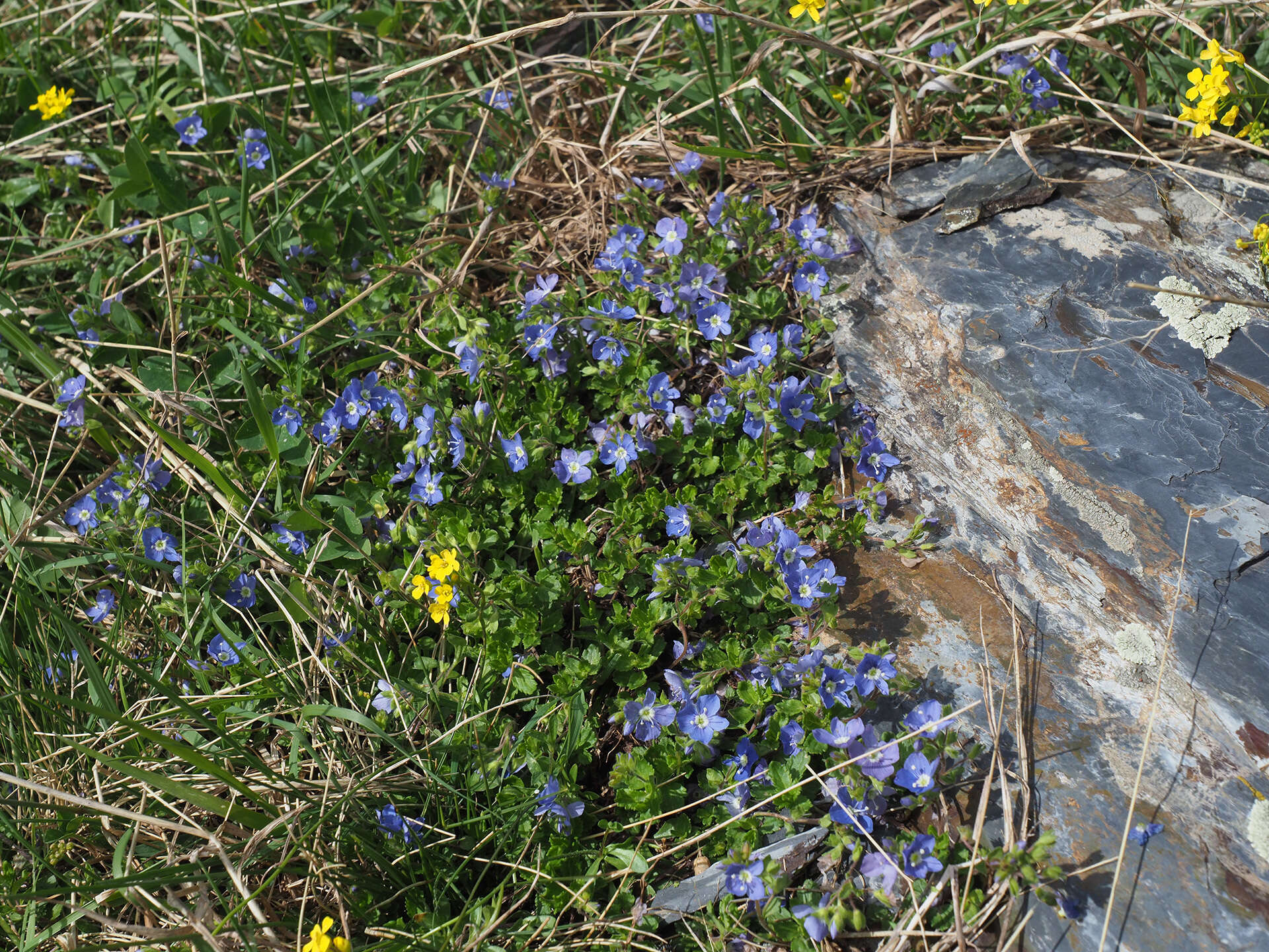 Image of Veronica petraea (Bieb.) Stev.