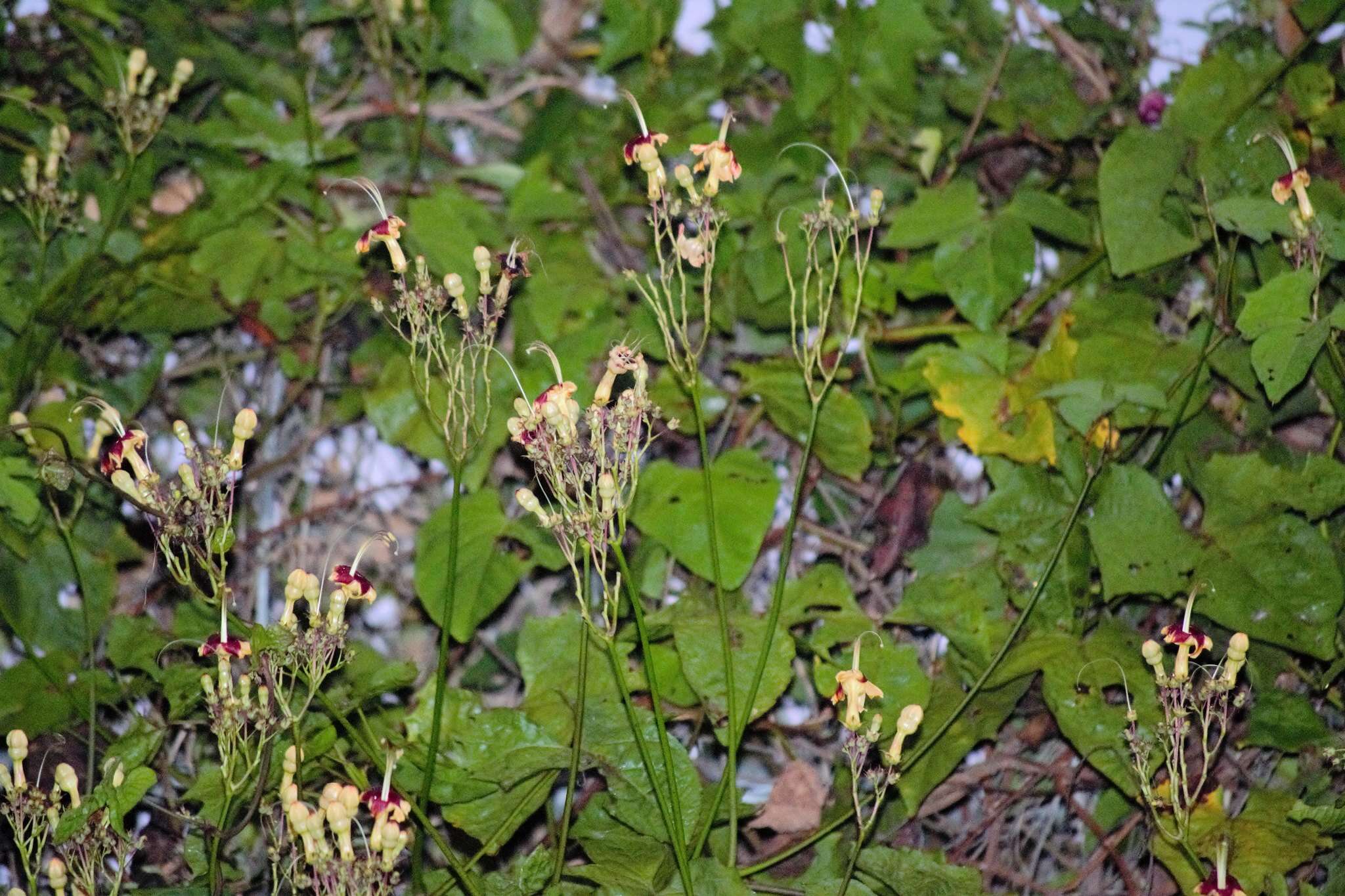 Image of Ipomoea neei (Spreng.) O'Donell