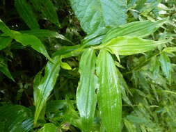 Image de Tradescantia poelliae D. R. Hunt