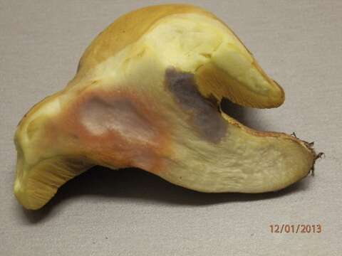 Image of Suillus kaibabensis Thiers 1976