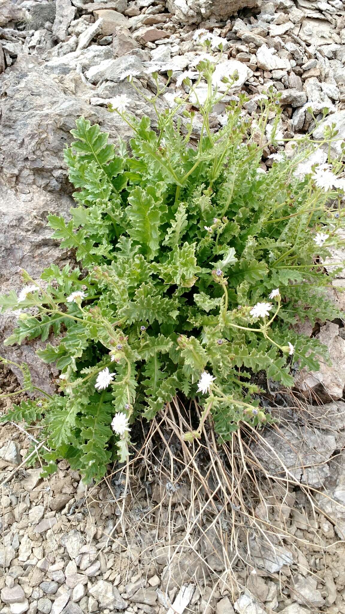 Leucheria runcinata Gill. & D. Don resmi