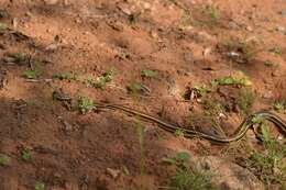 Image of Stripe-bellied Sand Snake