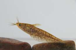 Image of Rendahl&#39;s catfish