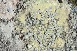 Lecanora rupicola (L.) Zahlbr. resmi