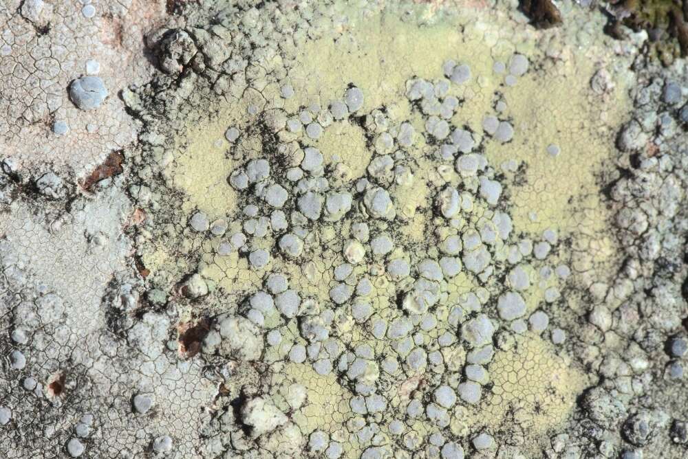 Lecanora rupicola (L.) Zahlbr. resmi