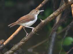 Image of White-chested Babbler