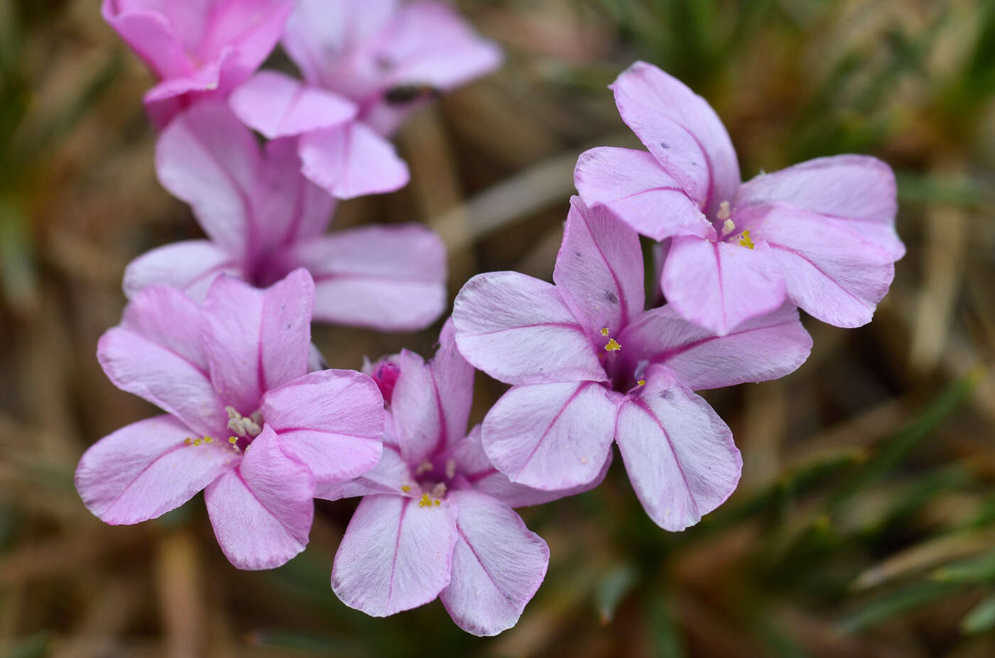 Image of Acantholimon alatavicum Bunge