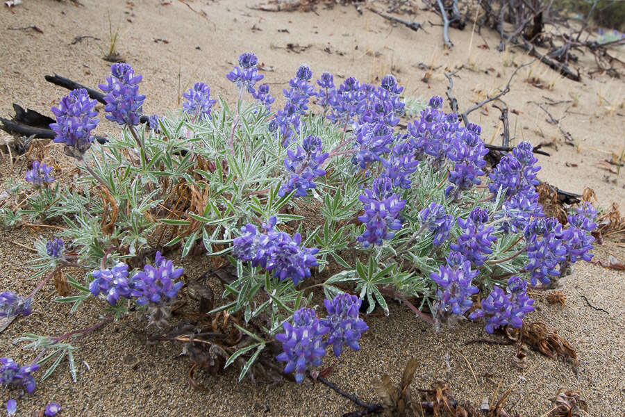 Image of Yukon lupine