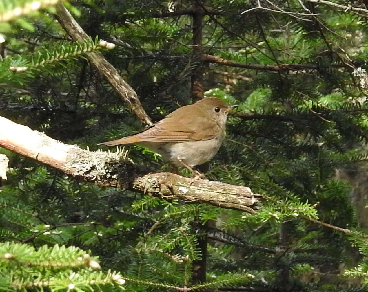 Image of Bicknell's thrush