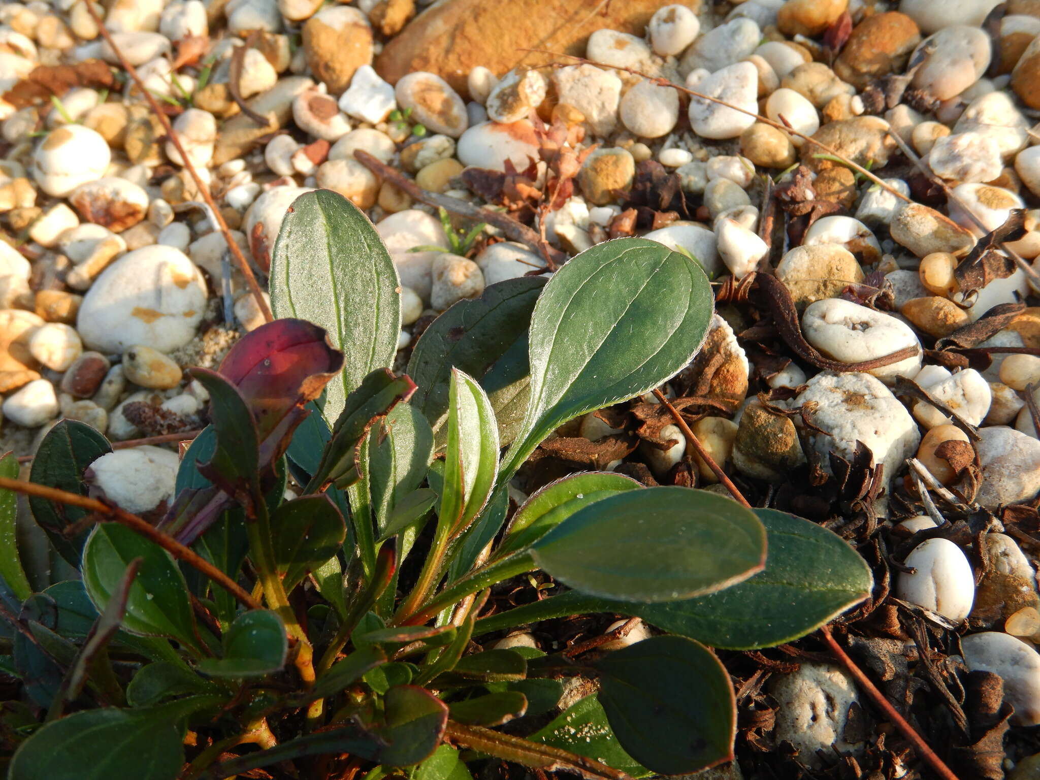 Image of Tuberaria globulariifolia (Lam.) Willk.