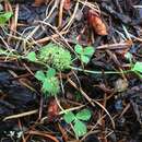 Image de Trifolium suffocatum L.