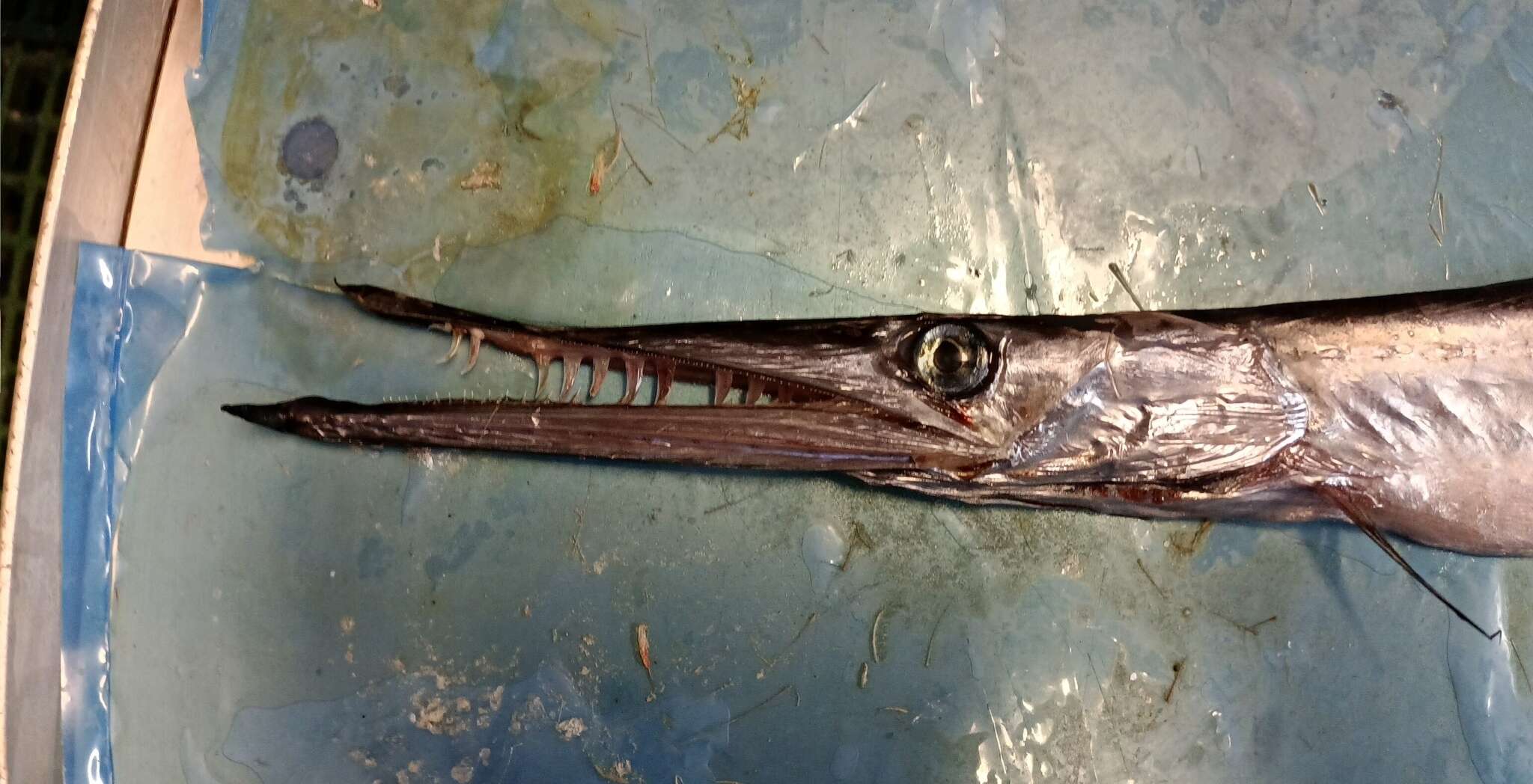 Sivun Keihäskalat kuva