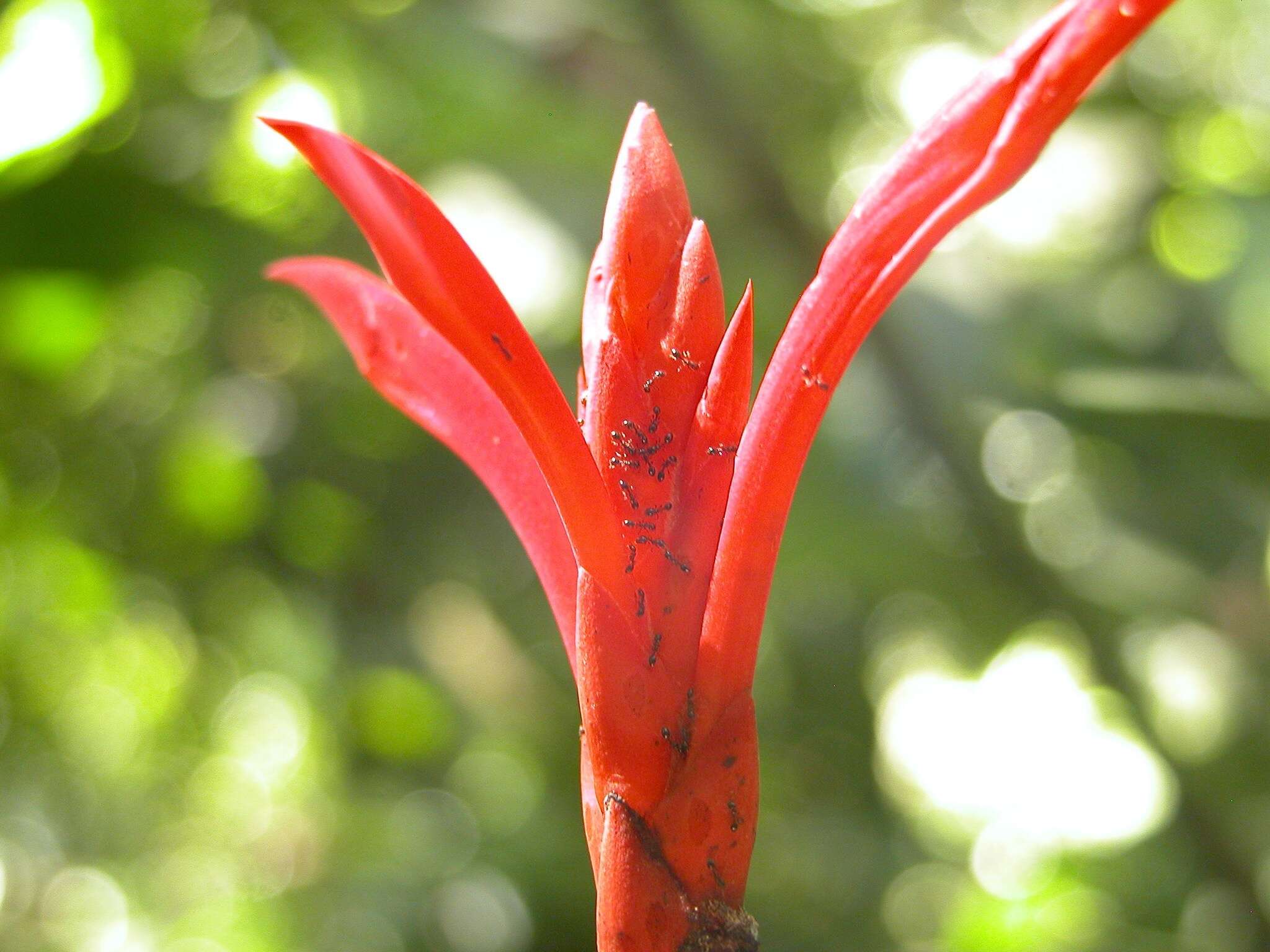 Image of Aphelandra lingua-bovis Leonard