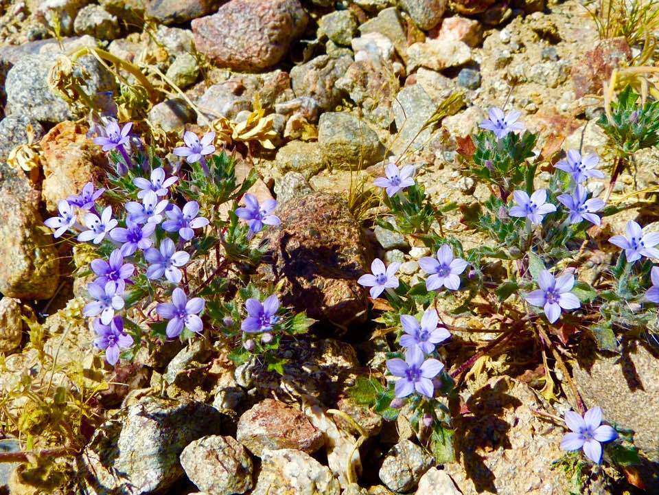 Image of Great Basin langloisia