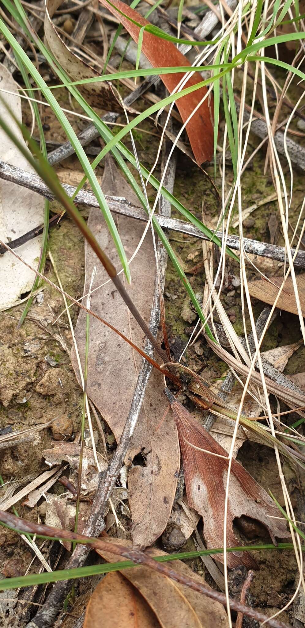 Image of Dianella rara R. Br.