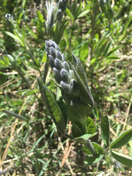 Image of prairie thermopsis