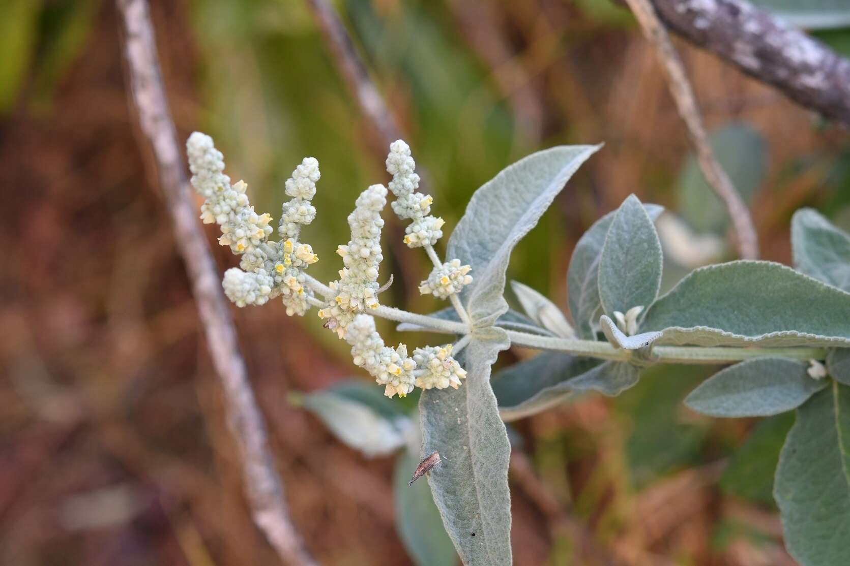 Image of Buddleja crotonoides A. Gray