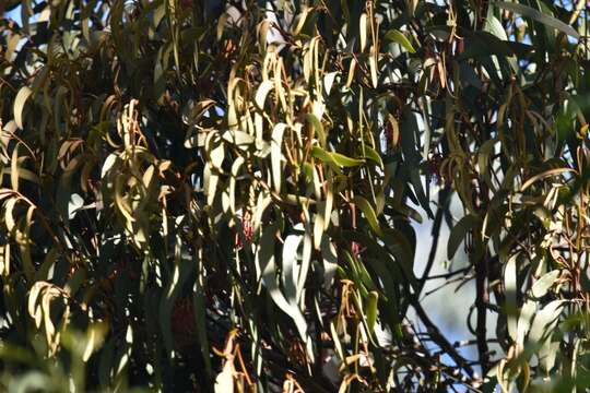 Amyema pendula subsp. pendula的圖片