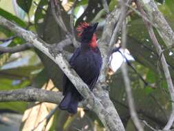 Image of Sooty Ant Tanager