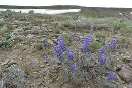 Слика од Lupinus argenteus var. argenteus