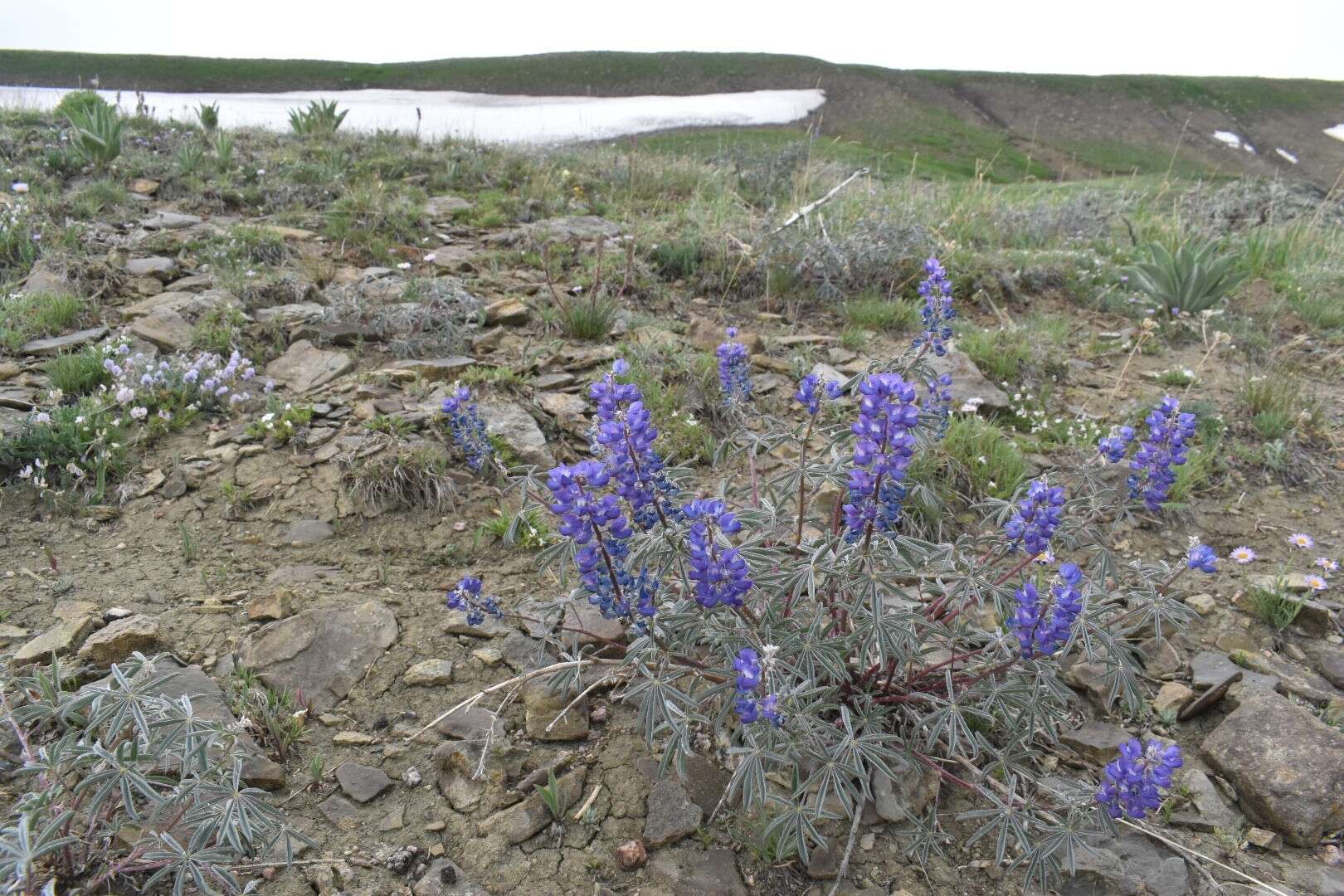 Imagem de Lupinus argenteus var. argenteus