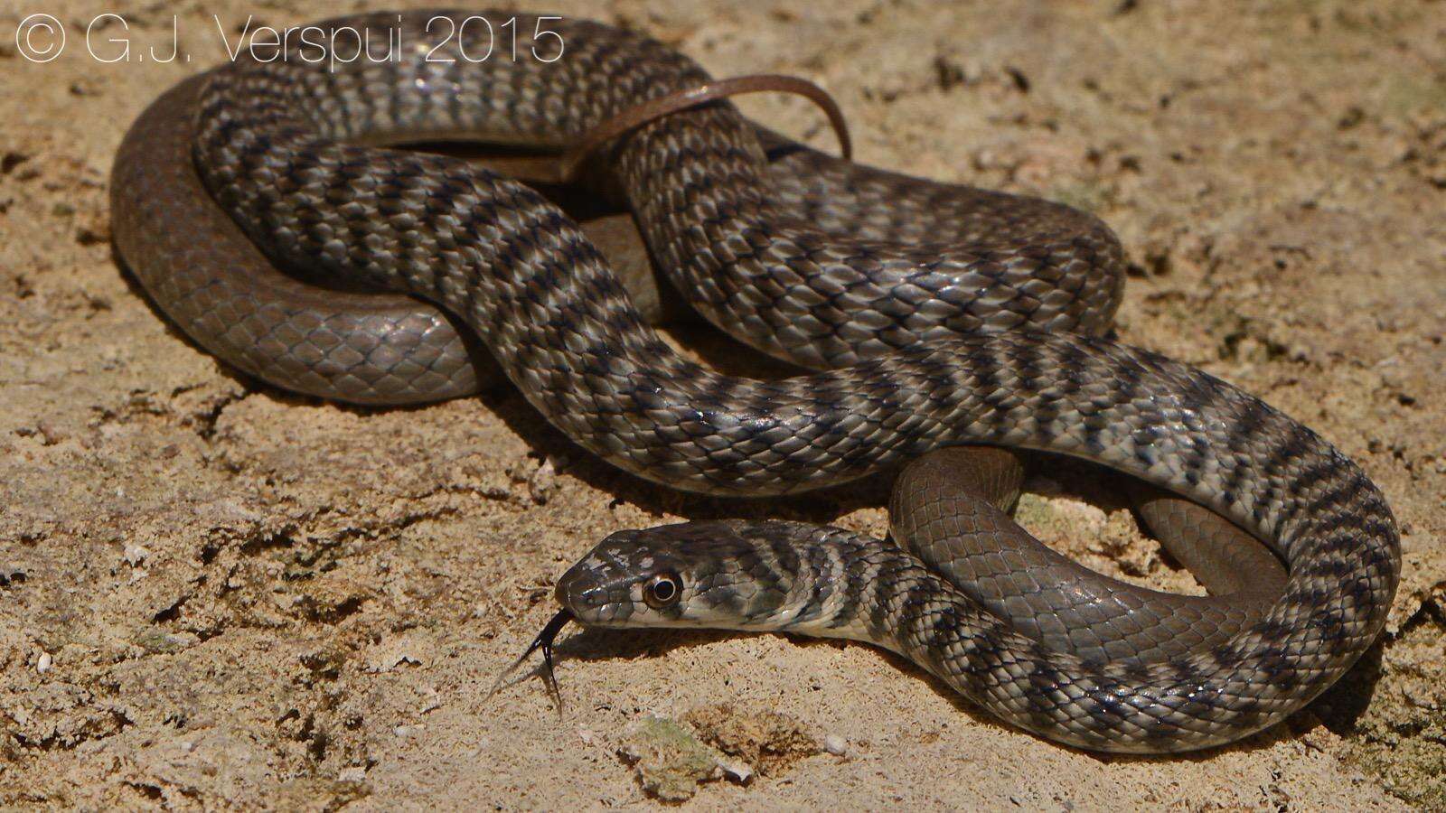 Image of Braid Snake