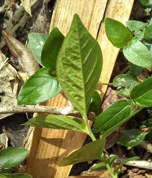 Image of Asemeia acuminata (Willd.) J. F. B. Pastore & J. R. Abbott