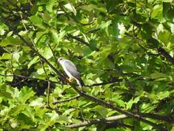 Image of Chinese Sparrowhawk