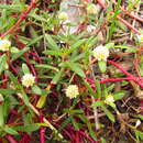 Image de Blutaparon portulacoides (St.-Hilaire) J. A. Mears