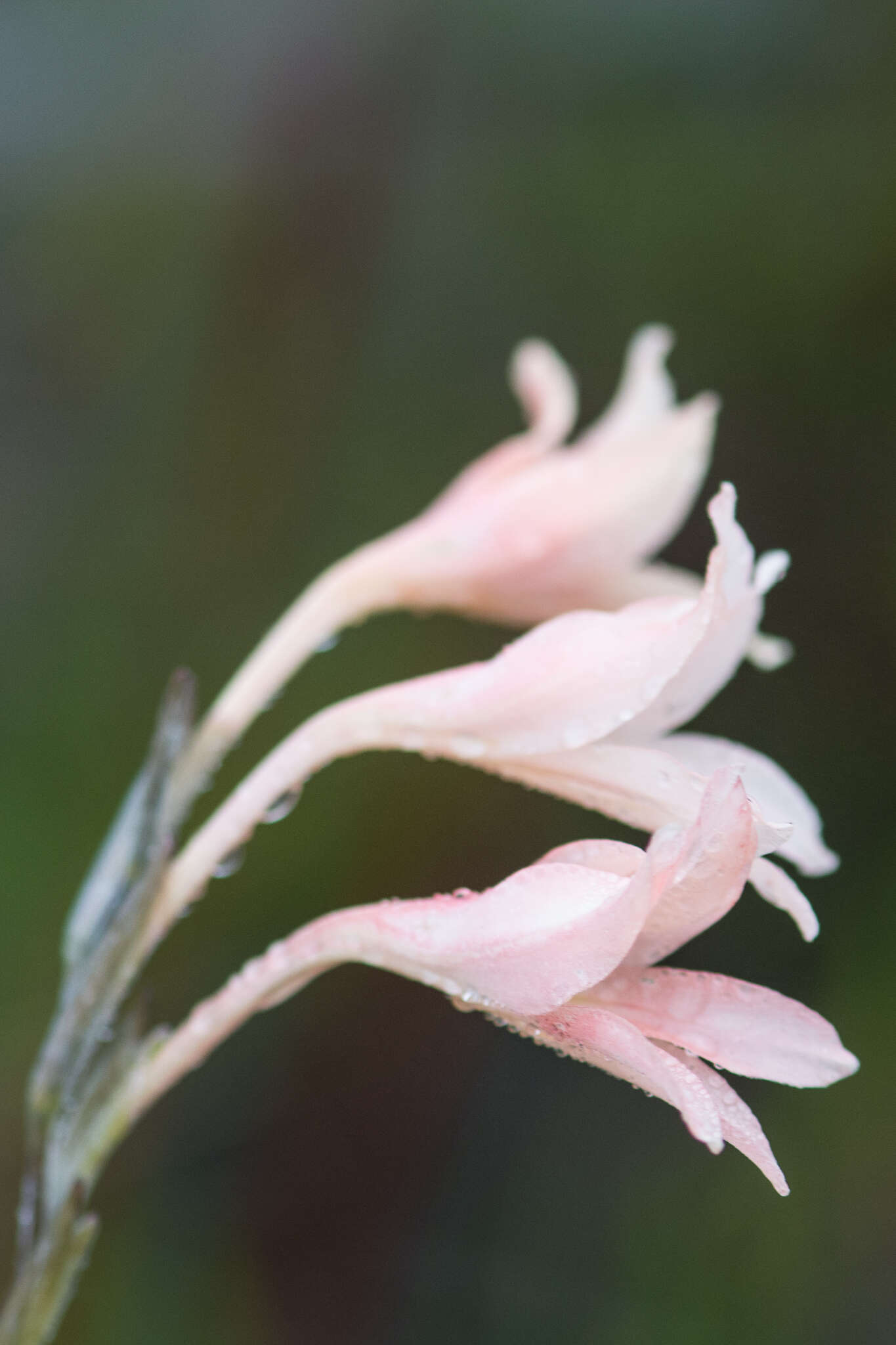 Gladiolus monticola Goldblatt & J. C. Manning resmi