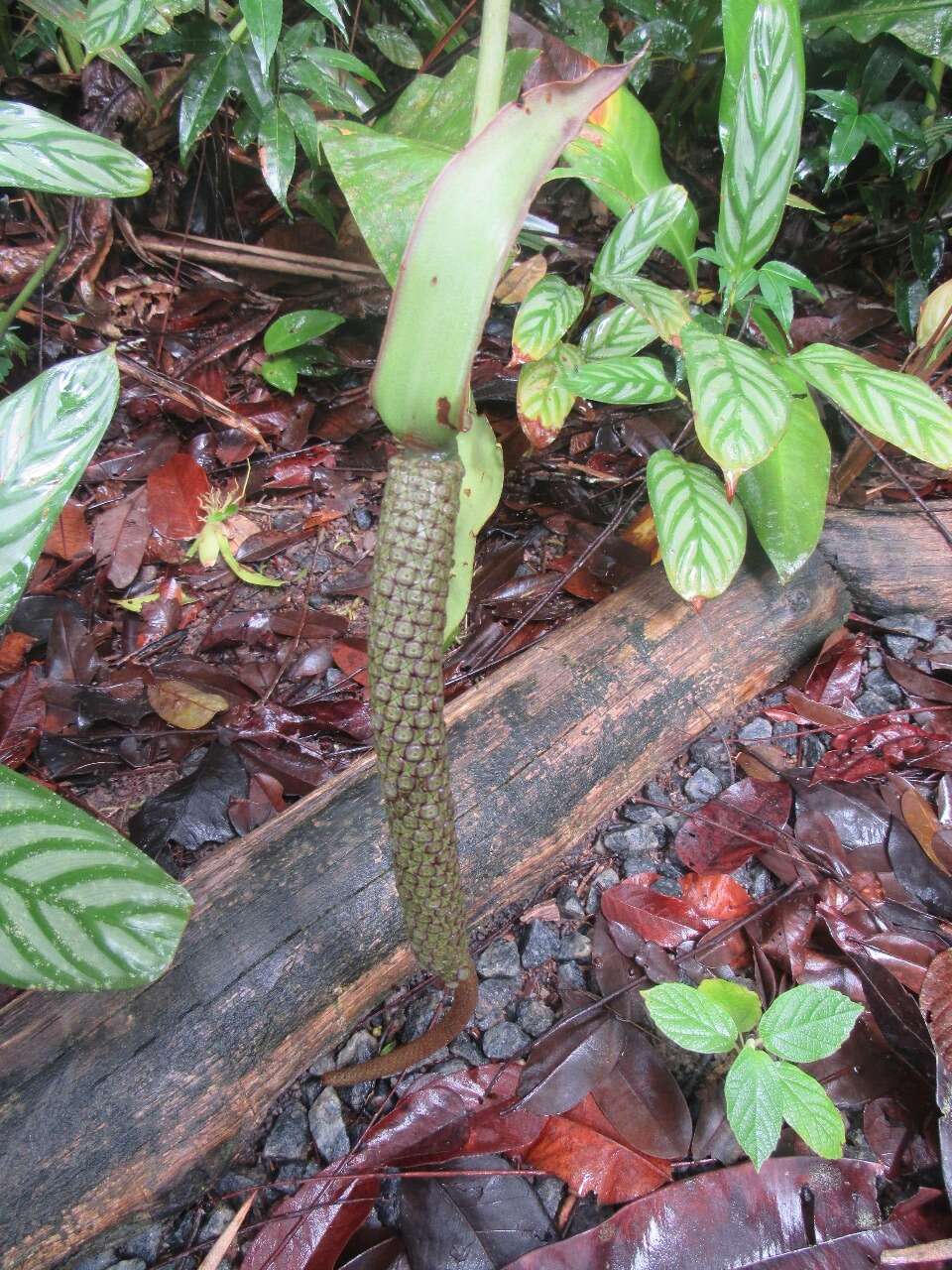 Image de Anthurium raimundii Mayo, Haigh & Nadruz