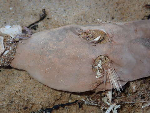 Image of Batfish