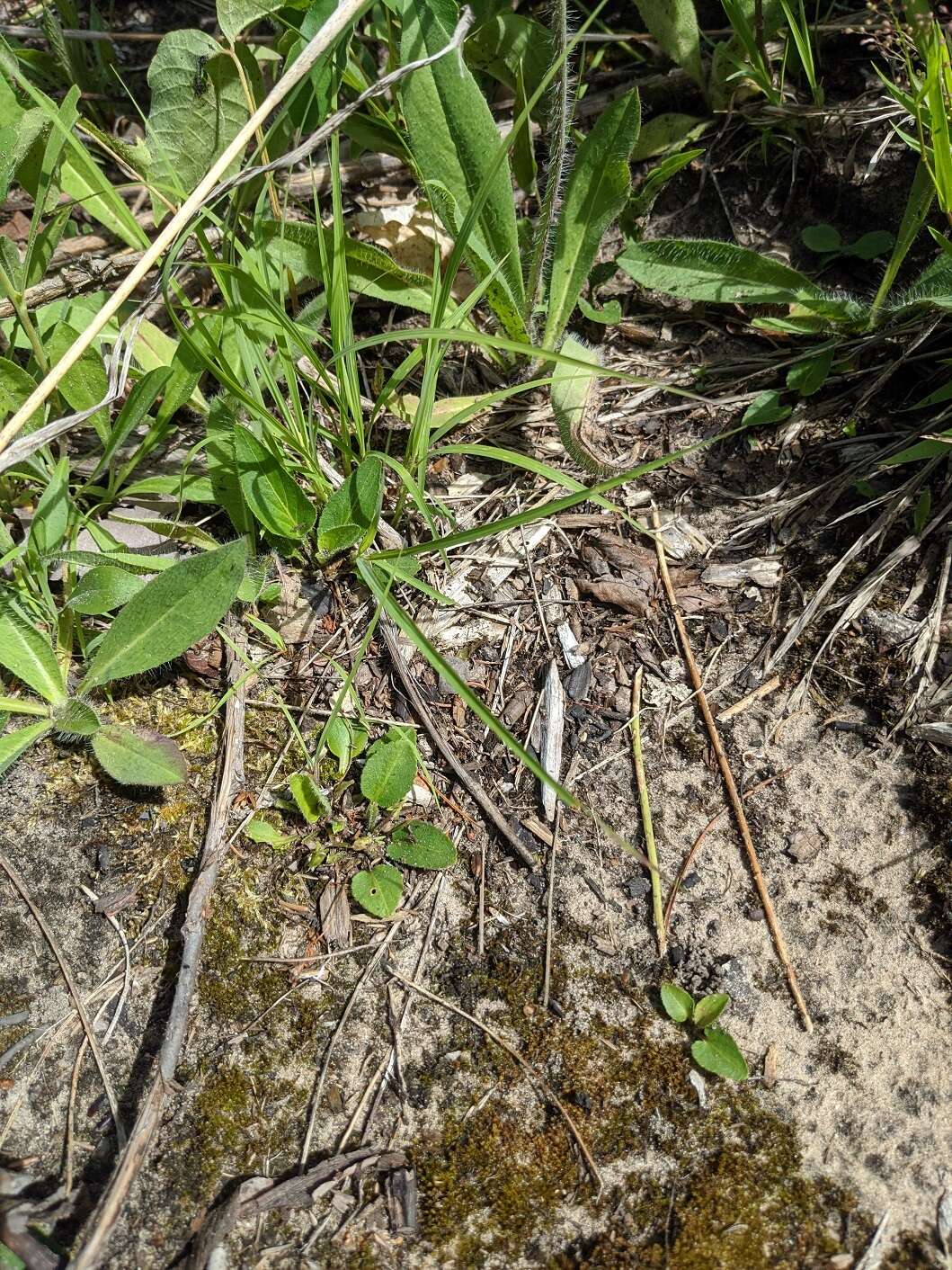 Sivun Viola sagittata var. ovata (Nutt.) Torr. & A. Gray kuva