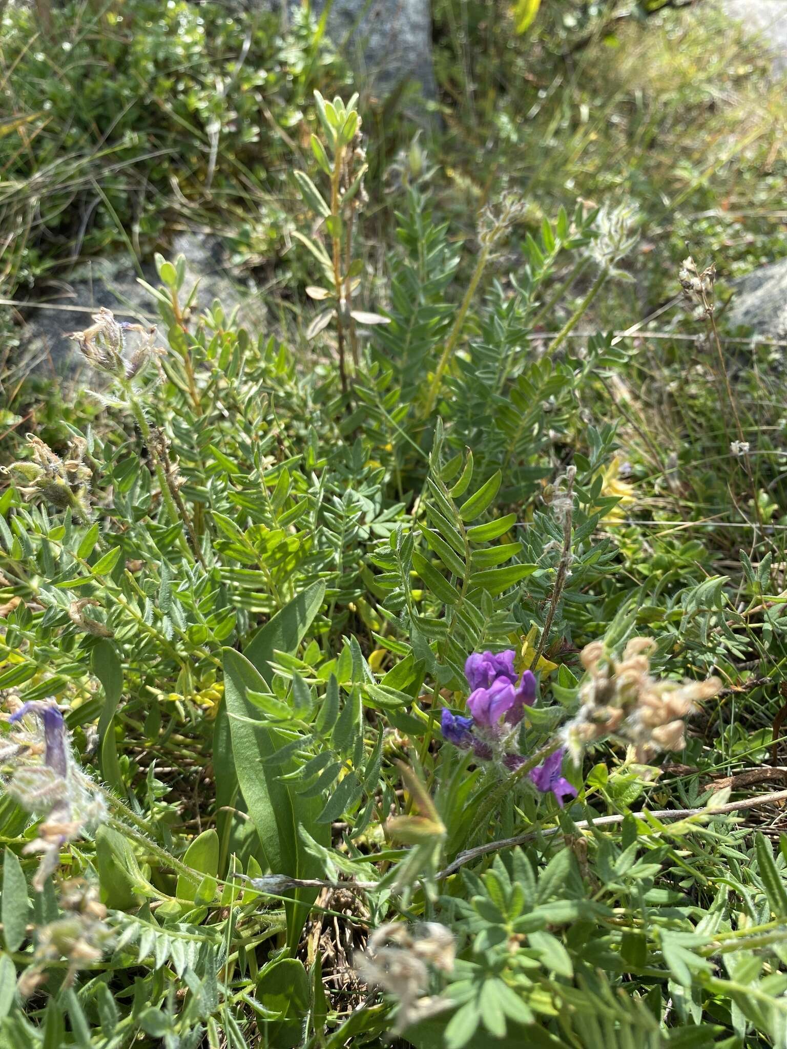 Image de Oxytropis kusnetzovii Krylov & Steinb.