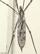 صورة Tipula (Nippotipula) abdominalis (Say 1823)