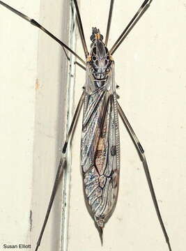 صورة Tipula (Nippotipula) abdominalis (Say 1823)