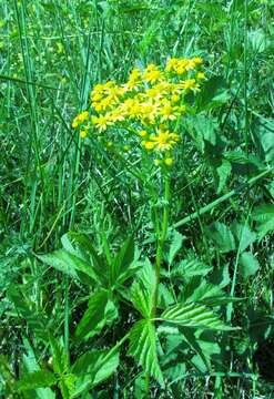 Image of Small's ragwort