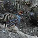 Image of Common Hill Partridge