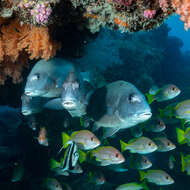 Image of Brownstripe snapper